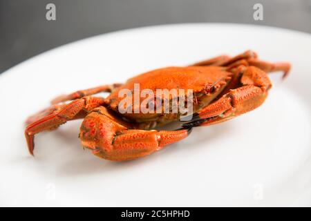 Eine einzelne, gekochte, gekochte Samt schwimmende Krabbe, Necora puber auf einem weißen Teller. Obwohl sie im Vereinigten Königreich nicht weit konsumiert werden, sind die Krebse Export Stockfoto