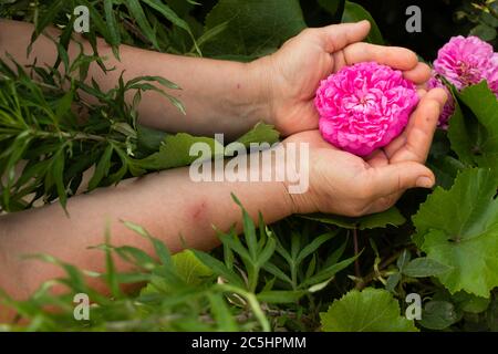 Frau hält flauschige rosa Rose in den Händen Stockfoto