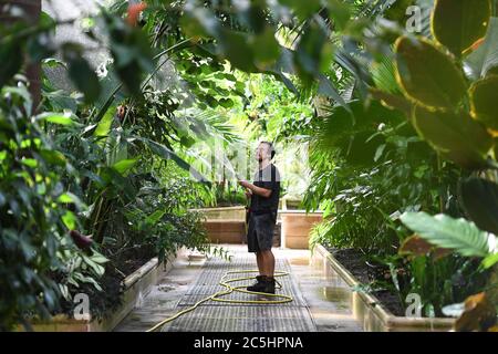 Der Gartenbauwissenschaftler will Spolestra bewässert Pflanzen im Palm House der Royal Botanic Gardens in Kew, London, während sie sich darauf vorbereiten, ihre Gewächshäuser für die Öffentlichkeit wieder zu öffnen, wenn die Aufhebung weiterer Sperrungen in England am Samstag in Kraft tritt. Stockfoto