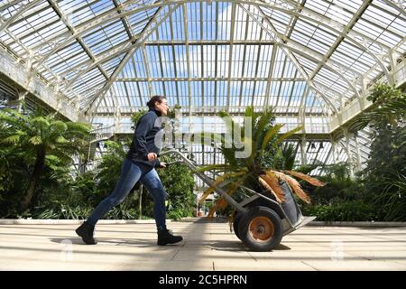 Ein Mitglied der Pflanze zieht eine kleine Palme im gemäßigten Haus des Royal Botanic Gardens in Kew, London, um ihre Gewächshäuser für die Öffentlichkeit wieder zu öffnen, wenn die Aufhebung weiterer Sperrungsbeschränkungen in England am Samstag in Kraft tritt. Stockfoto