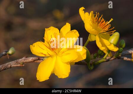 HCMC Vietnam, hoang Mai oder gelbe Mai Blume Pflanze sehr beliebt in Südvietnam während Tet. Stockfoto