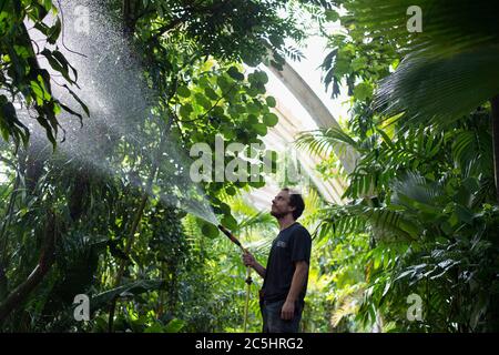 Der Gartenbauwissenschaftler will Spolestra bewässert Pflanzen im Palm House der Royal Botanic Gardens in Kew, London, während sie sich darauf vorbereiten, ihre Gewächshäuser für die Öffentlichkeit wieder zu öffnen, wenn die Aufhebung weiterer Sperrungen in England am Samstag in Kraft tritt. Stockfoto