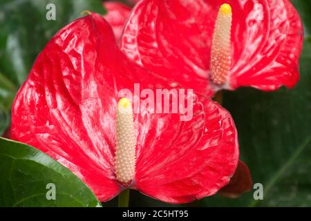 Hanoi Vietnam, roter Blütenkopf einer Anthurium andraeanum oder Flamingo Blume Stockfoto