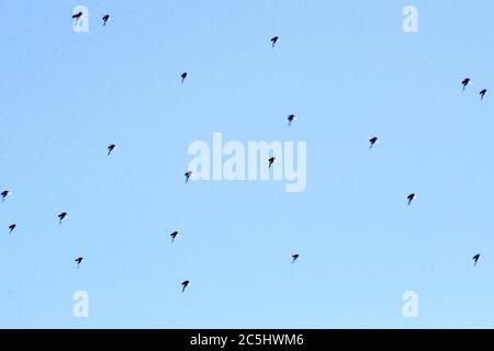 Gruppe von Mücken im Hintergrund, die in die gleiche Richtung fliegen. Blauer Hintergrund Stockfoto