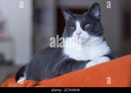 Schöne weibliche Katze. Sie ist wütend, auf der Rückseite des Sofas hockt. Katzen drinnen. Graue Katzen mit orangen Augen. Stockfoto