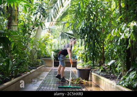 Die Leiterin des Palmenhauses, Solene Dequiret, fegt Blätter im Palmenhaus im Royal Botanic Gardens in Kew, London, während sie sich darauf vorbereiten, ihre Gewächshäuser für die Öffentlichkeit wieder zu öffnen, wenn die Aufhebung weiterer Sperrbeschränkungen in England am Samstag in Kraft tritt. Stockfoto