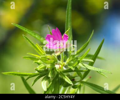 Wilde Geraniumblume, oder Cranesbill, vermutlich Cranesbill, Geranium dissectum. Stockfoto