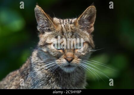 Wildkatze - Felis silvestris, schöne seltene Wildkatze aus europäischen Wäldern, Schweiz. Stockfoto