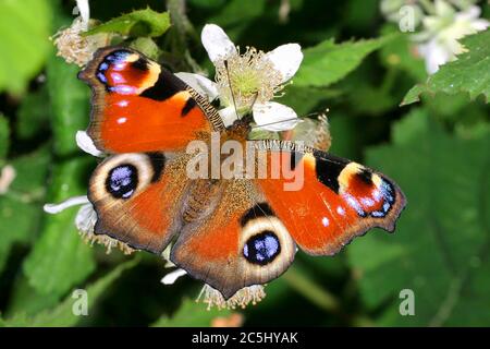 Europäischer Pfauenfalter, Aglais io, Guadarrama Nationalpark, Segovia, Castilla y León, Spanien, Europa Stockfoto