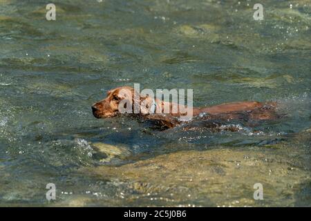 English Cocker Spaniel, während Sie schwimmen Stockfoto
