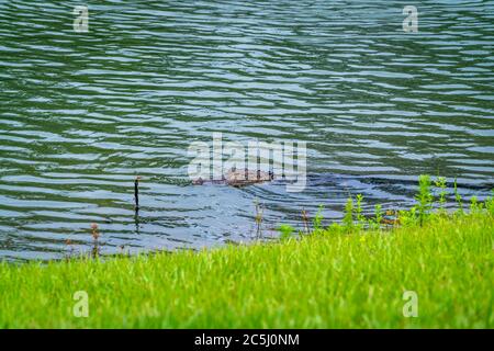 Ein gut dimensionierter Alligator in einem Teich in der Nähe einer neuen Gemeinde im West-Zentral-Florida. Stockfoto