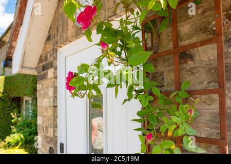 Blühende Rosen gesehen Klettern ein Gitter an der Vorderseite eines Backstein, aber Haus. Stockfoto