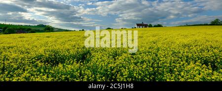 Idsworth, Großbritannien - 16. Mai 2020: Abendlicht auf St. Huberts Kirche in einem Feld von Raps im South Downs National Park, Hampshire, Großbritannien Stockfoto