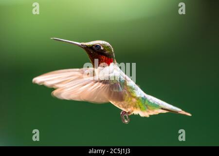 Männliche Rubinkehlige Kolibri schwebt mit sanft verschwommenen Flügeln, um Bewegung zu zeigen, auf einem dunkelgrünen Hintergrund. Stockfoto