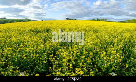 Idsworth, Großbritannien - 16. Mai 2020: Abendlicht auf St. Huberts Kirche in einem Feld von Raps im South Downs National Park, Hampshire, Großbritannien Stockfoto