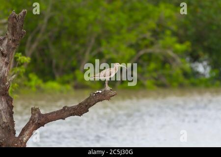 Whimbril oder Numenius phaeopus im Sunderbans Nationalpark West Bengal Indien Stockfoto