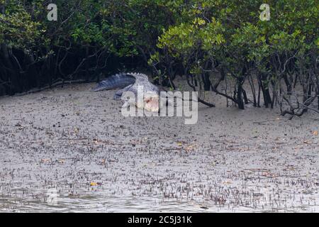 Das Salzwasser Krokodil oder Crocodylus palustris oder Indian Mugger im Sunderbans Nationalpark, West Bengalen, Indien Stockfoto