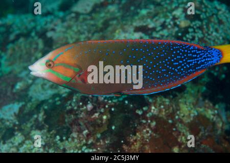 Unreifer Yellowtail Coris Wrasse, Coris gaimard, California Dreaming Tauchplatz, Lembeh Straits, Sulawesi, Indonesien Stockfoto