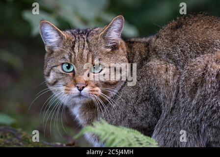 Wildkatze - Felis silvestris, schöne seltene Wildkatze aus europäischen Wäldern, Schweiz. Stockfoto