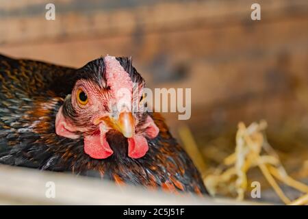 Flacher Fokus einer Bruodie Freilandhenne gesehen sitzen auf einem Gelege von Eiern in einem behelfsmäßigen Hühnerstall. Stockfoto