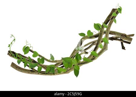 Kreisförmige Rebe an den Wurzeln. Bush Traube oder dreiblättrige Wildrebe cayratia (Cayratia trifolia) Liana Efeu Pflanze Busch, Natur Rahmen Dschungel Grenze, Isolat Stockfoto