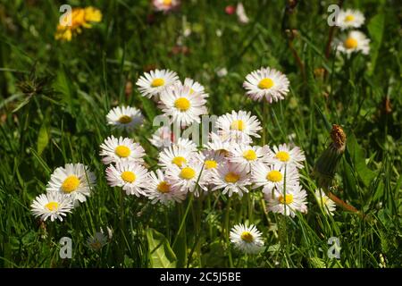Gruppe von blühenden Gänseblümchen auf dem Rasen, Frühling im botanischen Garten Stockfoto