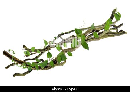 Kreisförmige Rebe an den Wurzeln. Bush Traube oder dreiblättrige Wildrebe cayratia (Cayratia trifolia) Liana Efeu Pflanze Busch, Natur Rahmen Dschungel Grenze, Isolat Stockfoto