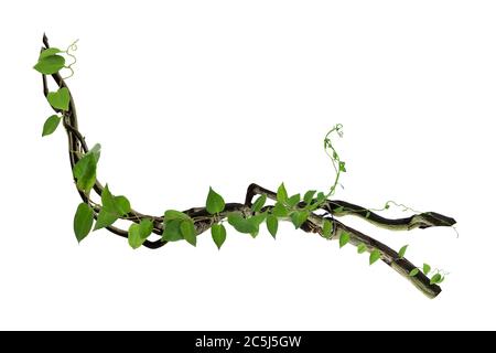 Kreisförmige Rebe an den Wurzeln. Bush Traube oder dreiblättrige Wildrebe cayratia (Cayratia trifolia) Liana Efeu Pflanze Busch, Natur Rahmen Dschungel Grenze, Isolat Stockfoto