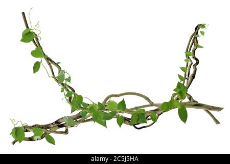 Kreisförmige Rebe an den Wurzeln. Bush Traube oder dreiblättrige Wildrebe cayratia (Cayratia trifolia) Liana Efeu Pflanze Busch, Natur Rahmen Dschungel Grenze, Isolat Stockfoto