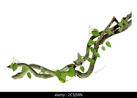 Kreisförmige Rebe an den Wurzeln. Bush Traube oder dreiblättrige Wildrebe cayratia (Cayratia trifolia) Liana Efeu Pflanze Busch, Natur Rahmen Dschungel Grenze, Isolat Stockfoto