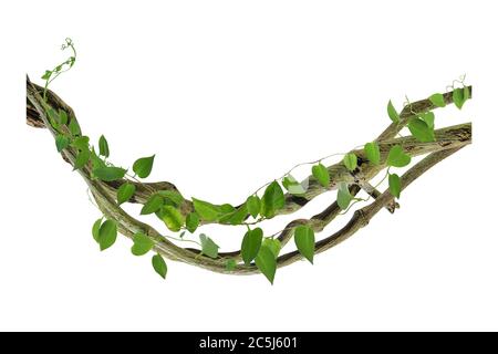 Kreisförmige Rebe an den Wurzeln. Bush Traube oder dreiblättrige Wildrebe cayratia (Cayratia trifolia) Liana Efeu Pflanze Busch, Natur Rahmen Dschungel Grenze, Isolat Stockfoto