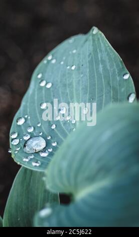 Hosta Pflanze Blatt mit Wassertröpfchen Stockfoto