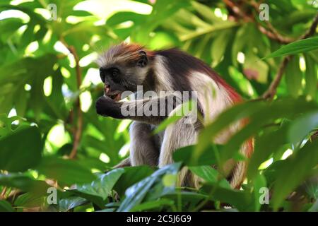 Roter Kolobusaffen in einer natürlichen Umgebung, Sansibar Jozani Wald. Jozani-Chwaka Bay Conservation Area, Tansania, Afrika. Procolobus kirkii Stockfoto