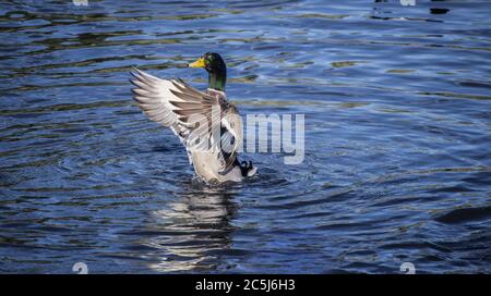 Duck Ready To Fly Stockfoto