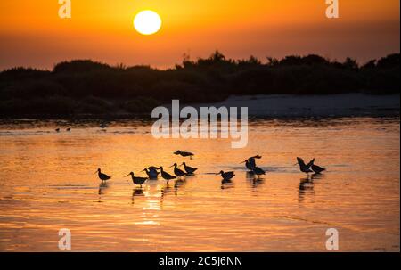 Vögel, die für den Sonnenaufgang watend sind Stockfoto