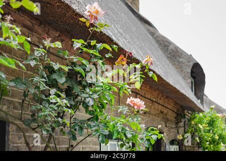 Wilde und einheimische Rosen gesehen Klettern die Vorderseite eines alten, englischen Reethaus im Hochsommer. Stockfoto