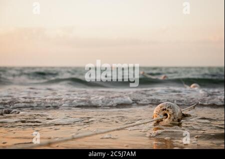 Boje im Meer bei Sonnenuntergang, Sommer Stockfoto