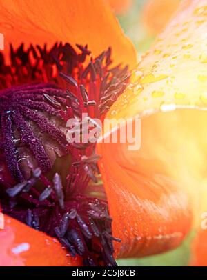 Makro Mohnblume mit Fokus auf Stößel und Staubgefäß. Sonnenlicht undicht und Morgentau auf Blütenblättern. Stock Foto. Stockfoto