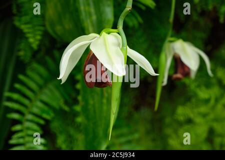 Weiß-braune Orchideen im botanischen Garten Stockfoto