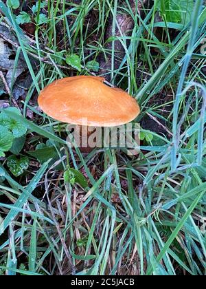 Suillus pilzes, Suillus grevillei (Klotzsch) Sänger - Lärchenpilz Stockfoto