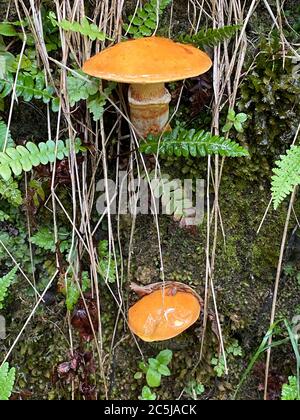 Suillus pilzes, Suillus grevillei (Klotzsch) Sänger - Lärchenpilz Stockfoto