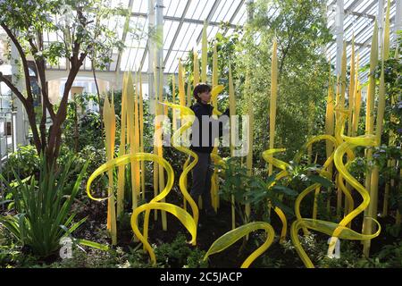 32 Kunstinstallationen wurden in den Gärten an einer Vielzahl von Orten aufgestellt. Als Besucher durch das Victoria Gate eindrangen, sahen sie den Sapphire Star, dessen einzelne Glasbläserformen nach außen strahlen, um ein himmlisches visuelles Erlebnis zu schaffen. Die leuchtend blaue Farbe von Sapphire Star ist in der Mitte hochkonzentriert, wo sich die einzelnen Glaselemente treffen und zunehmend undurchsichtig werden. Die lichtdurchlässigen, achromatischen Spitzen des Kunstwerks reflektieren Licht und verleihen ihm eine intensive Ausstrahlung. Chihuly's Arbeit wurde in mehr als 240 Museen auf der ganzen Welt in seiner 50-jährigen Karriere ausgestellt. Stockfoto