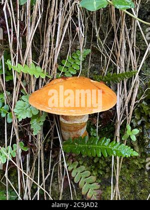 Suillus pilzes, Suillus grevillei (Klotzsch) Sänger - Lärchenpilz Stockfoto