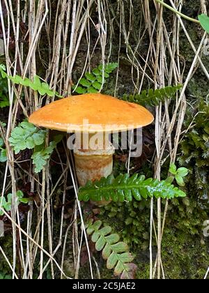 Suillus pilzes, Suillus grevillei (Klotzsch) Sänger - Lärchenpilz Stockfoto