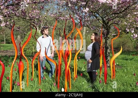 32 Kunstinstallationen wurden in den Gärten an einer Vielzahl von Orten aufgestellt. Als Besucher durch das Victoria Gate eindrangen, sahen sie den Sapphire Star, dessen einzelne Glasbläserformen nach außen strahlen, um ein himmlisches visuelles Erlebnis zu schaffen. Die leuchtend blaue Farbe von Sapphire Star ist in der Mitte hochkonzentriert, wo sich die einzelnen Glaselemente treffen und zunehmend undurchsichtig werden. Die lichtdurchlässigen, achromatischen Spitzen des Kunstwerks reflektieren Licht und verleihen ihm eine intensive Ausstrahlung. Chihuly's Arbeit wurde in mehr als 240 Museen auf der ganzen Welt in seiner 50-jährigen Karriere ausgestellt. Stockfoto