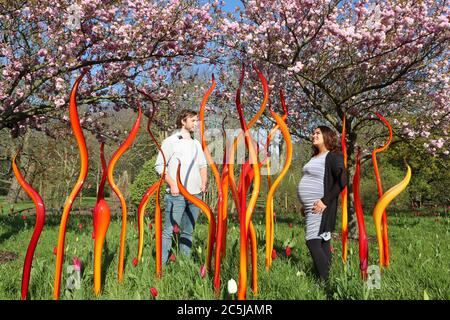 32 Kunstinstallationen wurden in den Gärten an einer Vielzahl von Orten aufgestellt. Als Besucher durch das Victoria Gate eindrangen, sahen sie den Sapphire Star, dessen einzelne Glasbläserformen nach außen strahlen, um ein himmlisches visuelles Erlebnis zu schaffen. Die leuchtend blaue Farbe von Sapphire Star ist in der Mitte hochkonzentriert, wo sich die einzelnen Glaselemente treffen und zunehmend undurchsichtig werden. Die lichtdurchlässigen, achromatischen Spitzen des Kunstwerks reflektieren Licht und verleihen ihm eine intensive Ausstrahlung. Chihuly's Arbeit wurde in mehr als 240 Museen auf der ganzen Welt in seiner 50-jährigen Karriere ausgestellt. Stockfoto