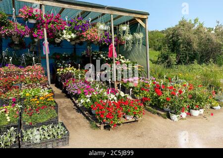 Sorte blühenden Blumen und Sämlinge in lokalen Markt für die Dekoration der lokalen Region. Petunia und andere Pflanzen stehen zum Verkauf. Gartengeschäft mit Blumen Stockfoto
