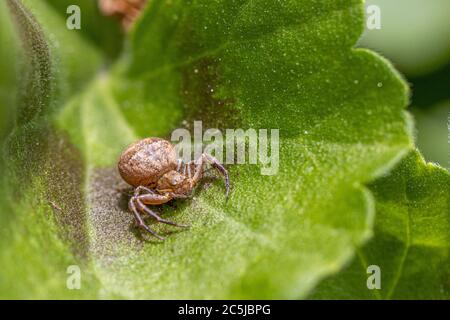 Eine Makroaufnahme einer kleinen braunen Spinne mit dickem Bauch, die auf einem grünen Blatt sitzt Stockfoto