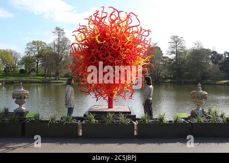 32 Kunstinstallationen wurden in den Gärten an einer Vielzahl von Orten aufgestellt. Als Besucher durch das Victoria Gate eindrangen, sahen sie den Sapphire Star, dessen einzelne Glasbläserformen nach außen strahlen, um ein himmlisches visuelles Erlebnis zu schaffen. Die leuchtend blaue Farbe von Sapphire Star ist in der Mitte hochkonzentriert, wo sich die einzelnen Glaselemente treffen und zunehmend undurchsichtig werden. Die lichtdurchlässigen, achromatischen Spitzen des Kunstwerks reflektieren Licht und verleihen ihm eine intensive Ausstrahlung. Chihuly's Arbeit wurde in mehr als 240 Museen auf der ganzen Welt in seiner 50-jährigen Karriere ausgestellt. Stockfoto