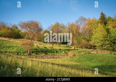 Ziegen grasen in den Bergen bei Sonnenuntergang, Seriana Tal Orobie Alpen, Bergamo Italien Stockfoto